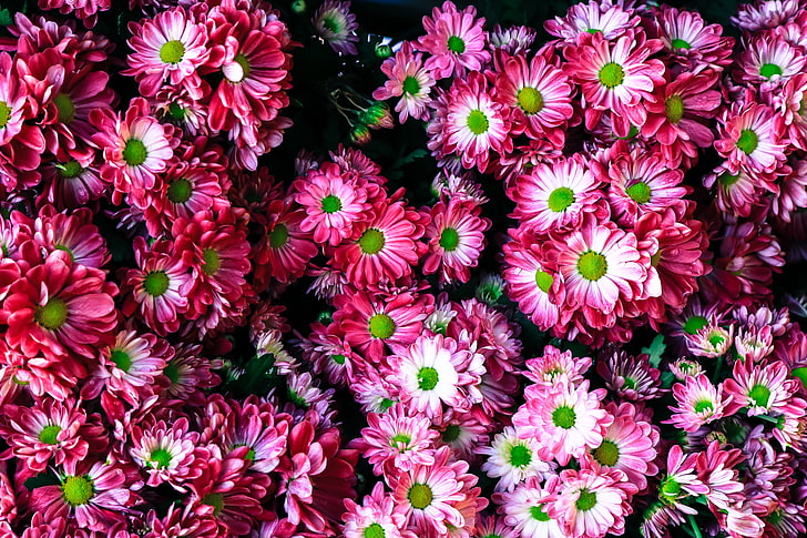 pink-and-white daisies, flowers, bright, many, HD wallpaper