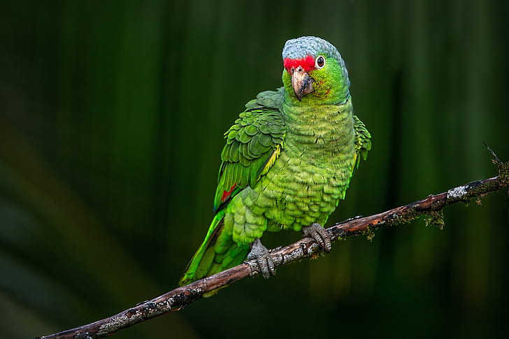 sfondo, uccello, ramo, pappagallo, Krasnolesy Amazon, Sfondo HD