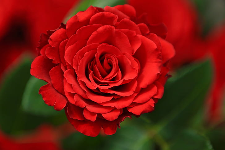 red rose 4k download pics for pc, HD wallpaper