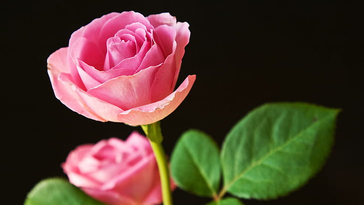 Best Pink Roses HD wallpapers free download | Wallpaperbetter