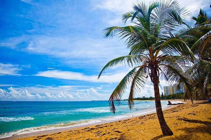 тропическое дерево на пляже в дневное время, пляж, Пуэрто-Рико, HD обои