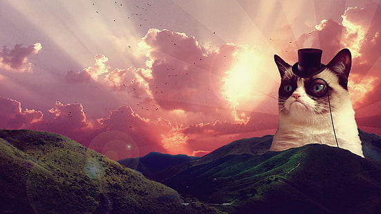 gato, gracioso, gruñón, humor, meme, cita, Fondo de pantalla HD HD wallpaper