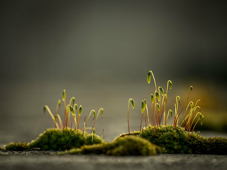 Shallow focus of sprouting plants, nature, growth, plant, green Color,  leaf, HD wallpaper | Wallpaperbetter