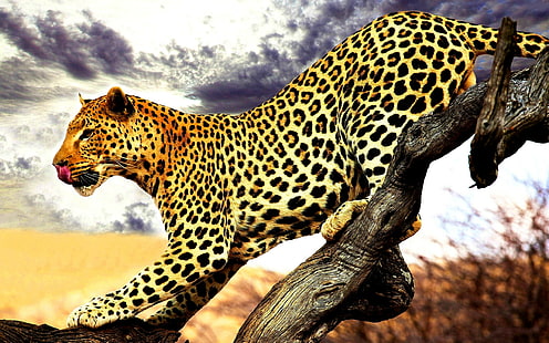 animals, leopard (animal), mammals, feline, wildlife, HD wallpaper HD wallpaper