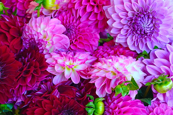 dalia, fioletowe kwiaty, pąki, Kwiaty, Tapety HD