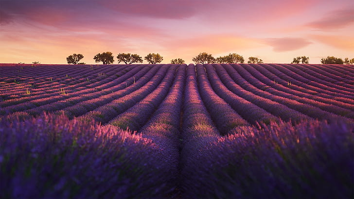field, purple, lavender field, lavender, lavender farm, valensole plateau, plateau, avender blossom, blossom, afterglow, sunlight, evening, agriculture, france, domaine de valx, HD wallpaper