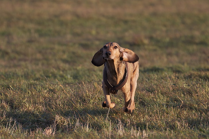 adult smooth tan dachshund, dogs, running, grass, field, direction, HD wallpaper