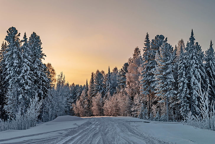 зима, деревья, снег, природа, HD обои
