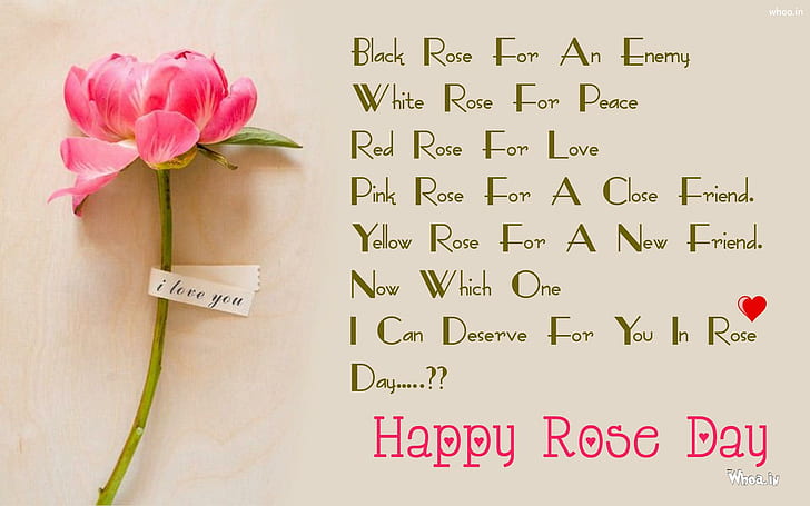 Carta da parati Happy Rose Day Greeting Pink Rose Hd, Sfondo HD