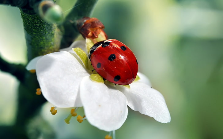 ladybird, HD wallpaper