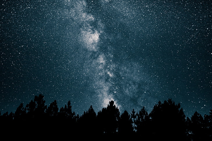 siluet pohon, langit berbintang, bima sakti, bintang, malam, Wallpaper HD