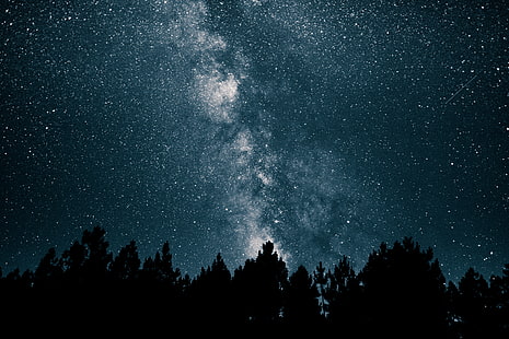 силуэт дерева, звездное небо, млечный путь, звёзды, ночь, HD обои HD wallpaper