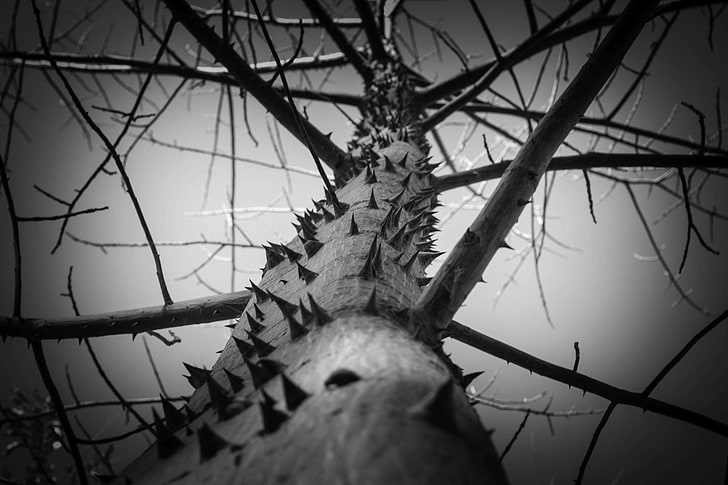 autumn, branches, greatness, nature, plant, texture, thorns, thorny, tree, trunk, HD wallpaper