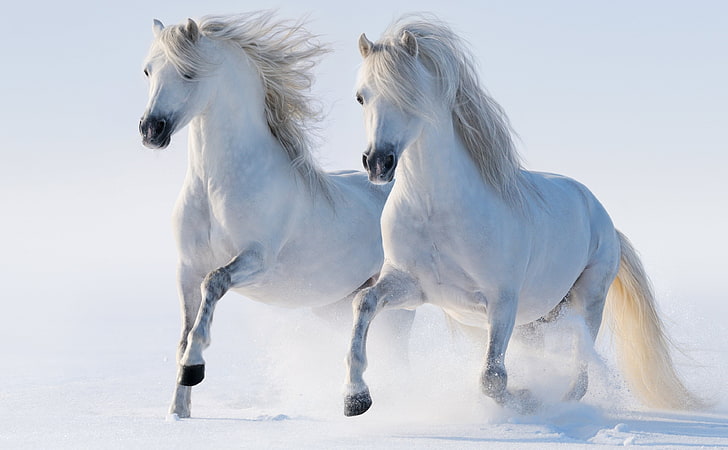 2 cavalli, cavalli bianchi, animali, cavalli, bello, inverno, bianco, corsa, neve, Sfondo HD