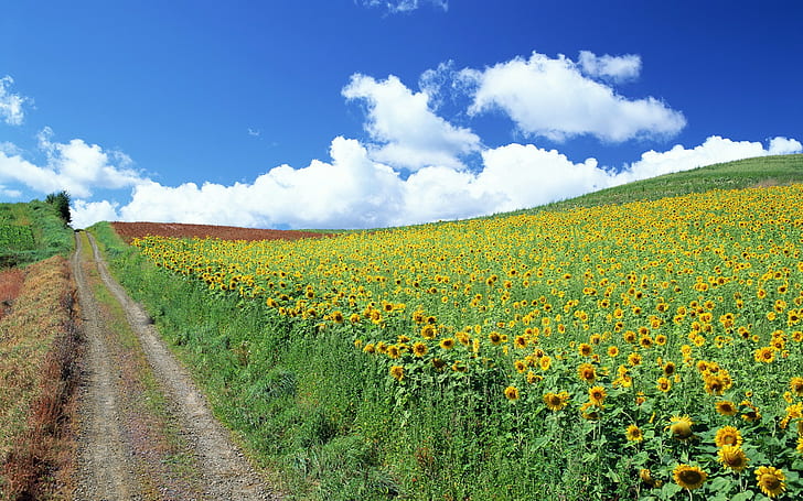 landscape, field, sunflowers, sky, flowers, clouds, HD wallpaper