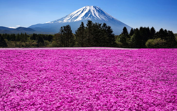 Japan, Fuji volcano, mountain, trees, flowers, pink flower field and mount fuji, Japan, Fuji, Volcano, Mountain, Trees, Flowers, HD wallpaper