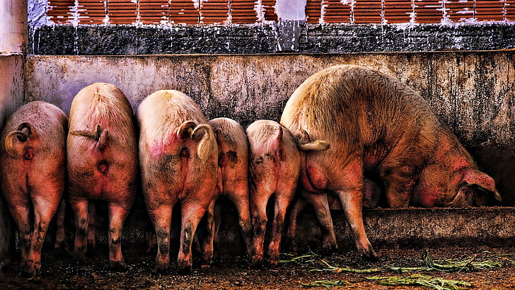 several pigs, pig, much, food, dirt, HD wallpaper