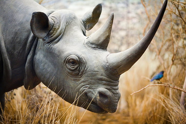 selective focus animal photography of rhinoceros, rhino, Rhino, selective focus, animal, photography, rhinoceros, Los Angeles, Natural History Museum, bird, California  city, bluebird, jungle, United States of America, USA, Southern California, wildlife, nature, mammal, horned, large, safari Animals, animals In The Wild, HD wallpaper