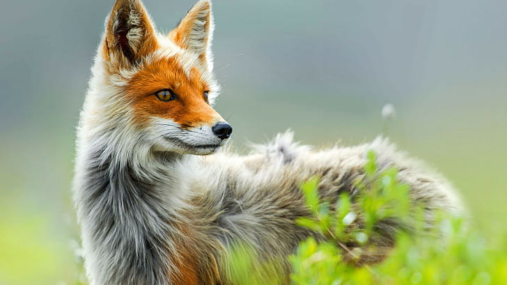 orange and gray fox, animals, nature, fox, HD wallpaper