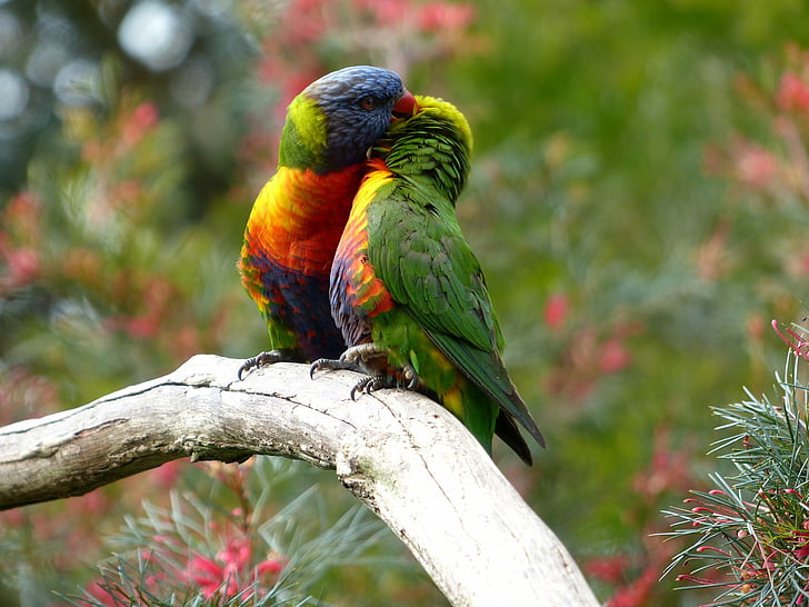 Birds, Rainbow Lorikeet, Bird, Couple, Parrot, Wildlife, HD wallpaper