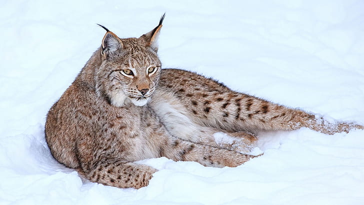 Lynx in snow winter, brown and black bobcat, Lynx, Snow, Winter, HD wallpaper