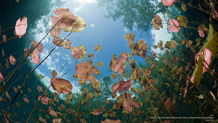 Water Lilies, Car Wash (Aktun Ha), Tulum, Yucatan Peninsula, Mexico, Nature, HD wallpaper