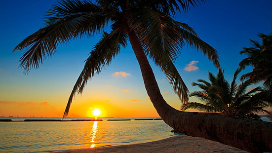 Sonnenuntergang unter den Palmen, Kokosnussbaum nahe Strand während des Sonnenuntergangs, Landschaft, Sonnenuntergang, Palme, Strand, Meer, Sand, HD-Hintergrundbild HD wallpaper