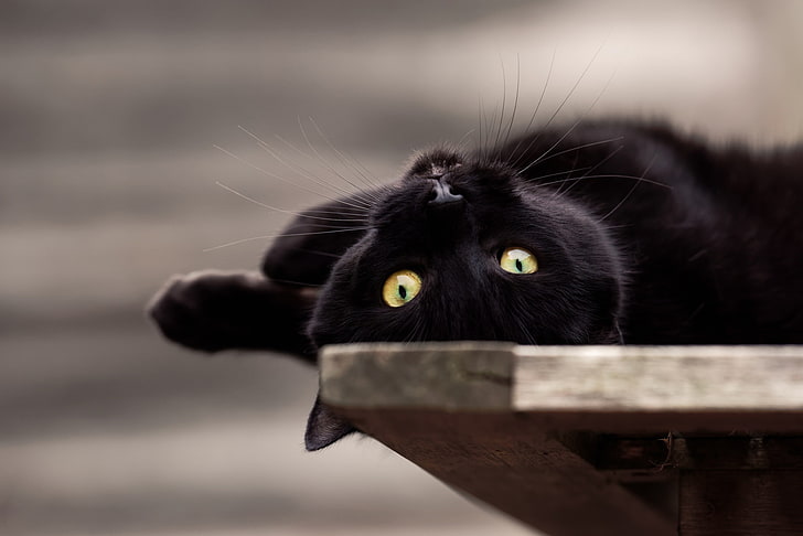 kucing hitam, kucing, binatang, Wallpaper HD