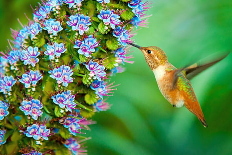 ดาวน์โหลด hummingbird hd, วอลล์เปเปอร์ HD HD wallpaper