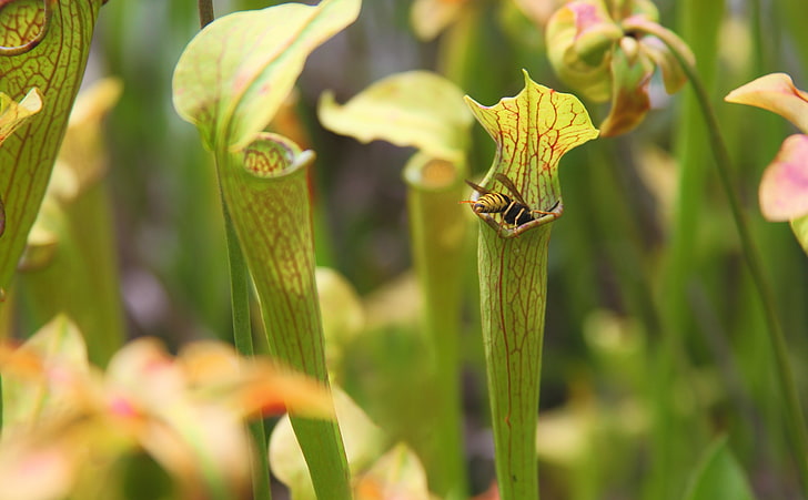 Sweet Pitcher Plant, Animals, Insects, Mountain, Plant, Insect, Carnivorous, pitcher, Sweet pitcher plant, HD wallpaper