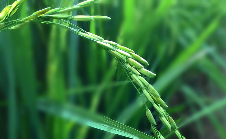 نبات الأرز ، القمح الأخضر ، إيرو ، ماكرو، خلفية HD