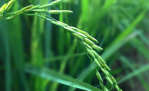 Rice Plant, green wheat, Aero, Macro, HD wallpaper HD wallpaper