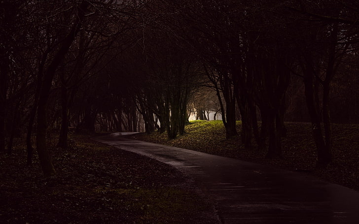 mobile in legno nero e marrone, fotografia, alberi, sentiero, foresta, buio, Sfondo HD