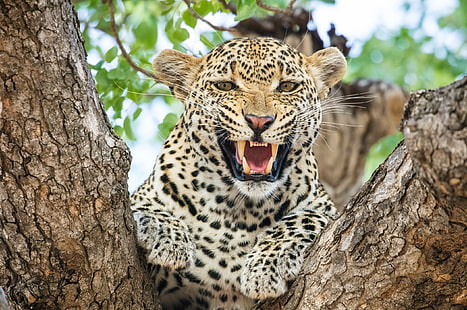 faccia, rabbia, predatore, rabbia, bocca, leopardo, zanne, sorriso, Africa, aggressività, gatto selvatico, sull'albero, ruggito, minaccia, arrabbiato, Sfondo HD HD wallpaper