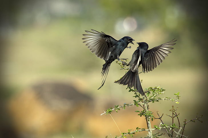 two black birds facing each other above brown tree branch selective photography at daytime, drongo, drongo, Drongo, Love ♥ Happy, Valentine's Day, black birds, brown, tree branch, selective, photography, daytime, love, chennai, bird, play, black  wings, action, flight, happy, valentines day, valentine  day, celebrate, affection, romance, attachment, emotion, bokeh, photo, photos, pic, pics, nature, tamilnadu, india, animal, wildlife, flying, animal Wing, HD wallpaper