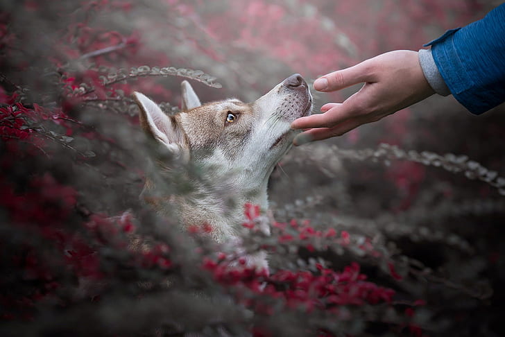 look, branches, nature, animal, hand, dog, head, profile, husky, HD wallpaper