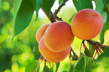 macro, fruit, peaches, HD wallpaper HD wallpaper