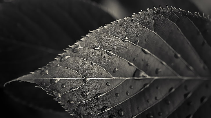 greyscale photo of leaf with water droplets, HTC One M7, HTC Sense 5, HD wallpaper