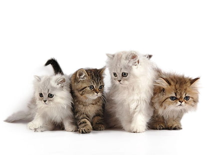 dört çeşitli renk yavru kedi, yavru kedi, kabarık, çocuklar, HD masaüstü duvar kağıdı HD wallpaper