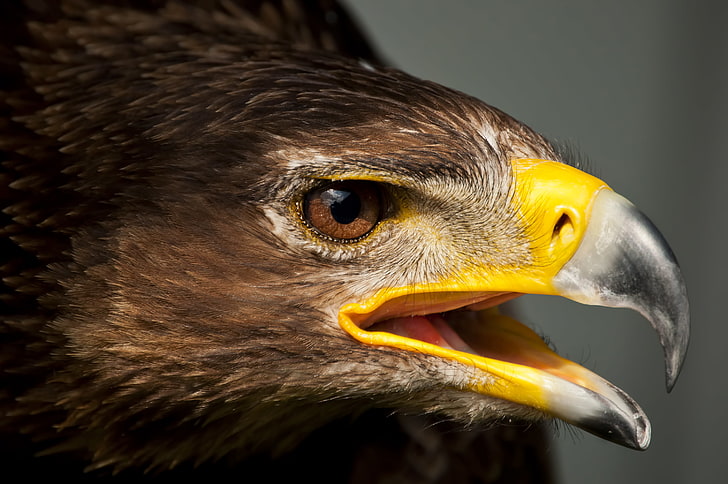 brown hawk, bird, eagle, predator, head, feathers, beak, HD wallpaper