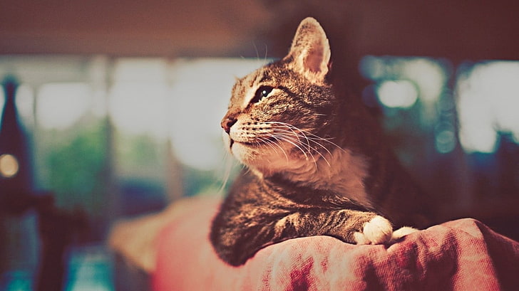 การถ่ายภาพโฟกัสตื้นของแมว tabby นอนบนผ้าสีแดงแมวสัตว์ระยะใกล้มองในระยะไกลในร่ม, วอลล์เปเปอร์ HD