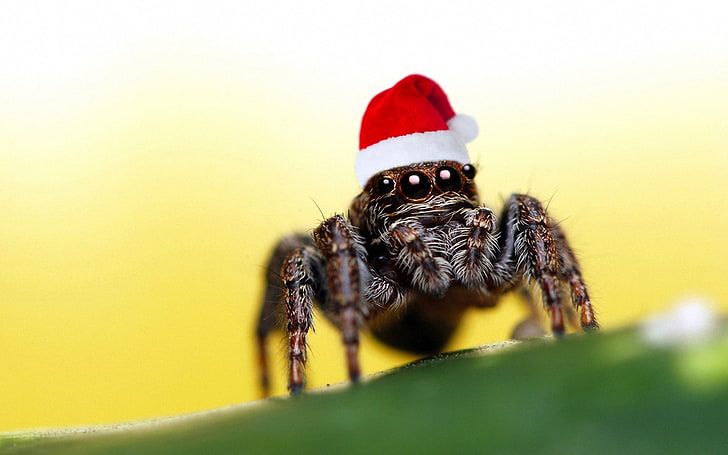 brown jumping spider, eyes, spider, Christmas hat, HD wallpaper