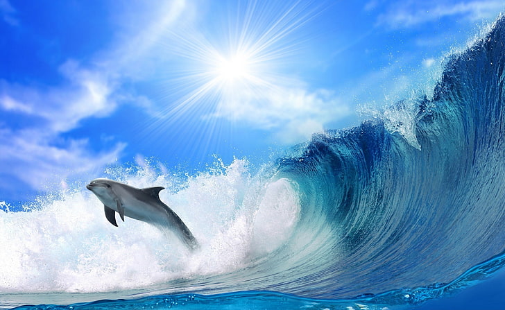 Dolphin wallpapers HD wallpapers free download | Wallpaperbetter