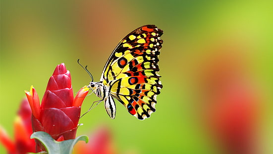 butterfly, insect, red flower, nectar, flower, macro photography, pollinator, close up, HD wallpaper HD wallpaper