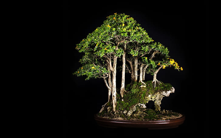 Tree Bonsai Tree Black HD, natura, czerń, drzewo, bonsai, Tapety HD