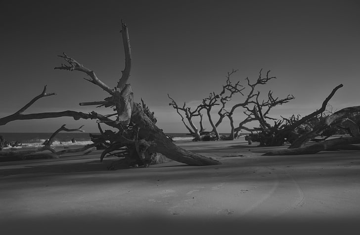 ilustrasi kayu melayang, sobekan, cabang, pantai, hitam-putih, Wallpaper HD