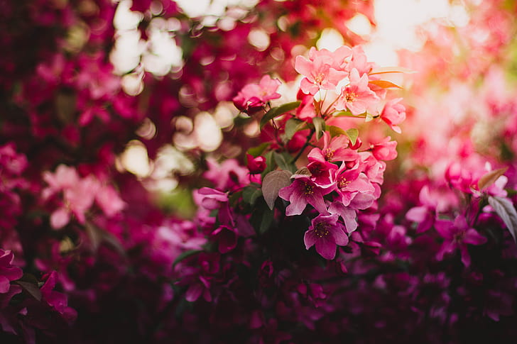 ดอกไม้สีชมพู, 4K, บลอสซั่ม, ฟลอรา, วอลล์เปเปอร์ HD