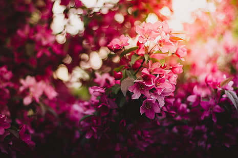 زهور وردية ، 4K ، بلوسوم ، فلورا، خلفية HD HD wallpaper