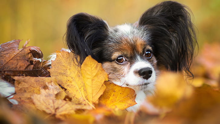 autumn, look, leaves, foliage, portrait, dog, muzzle, puppy, face, cutie, baby, decorative, Papillon, HD wallpaper