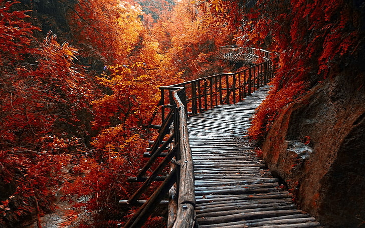 landscape photography of wooden bridge covered in orange leafed trees, nature, landscape, river, forest, fall, walkway, path, trees, leaves, HD wallpaper
